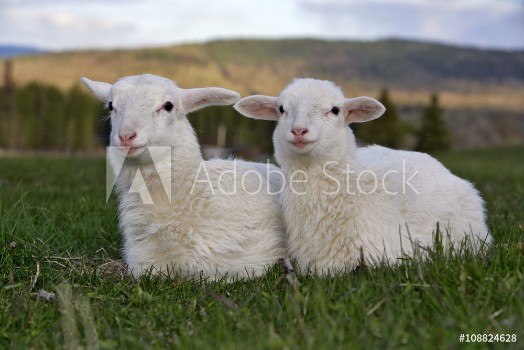 Picture of Two Sheep sitting together in meadow